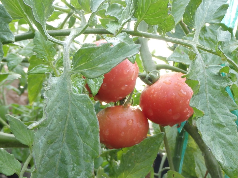我が家の家庭菜園で、赤くなった美味しいトマト